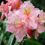 Azalka veľkokvetá (Azalea mollis) ´STRAWBERRY ICE´ - výška 30-50 cm, kont. C3L